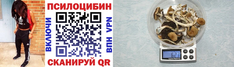 как найти   mega маркетплейс  Галлюциногенные грибы Cubensis  Власиха 